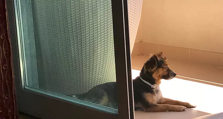 French Door Pet Screen Repair in Bloomingdale, FL